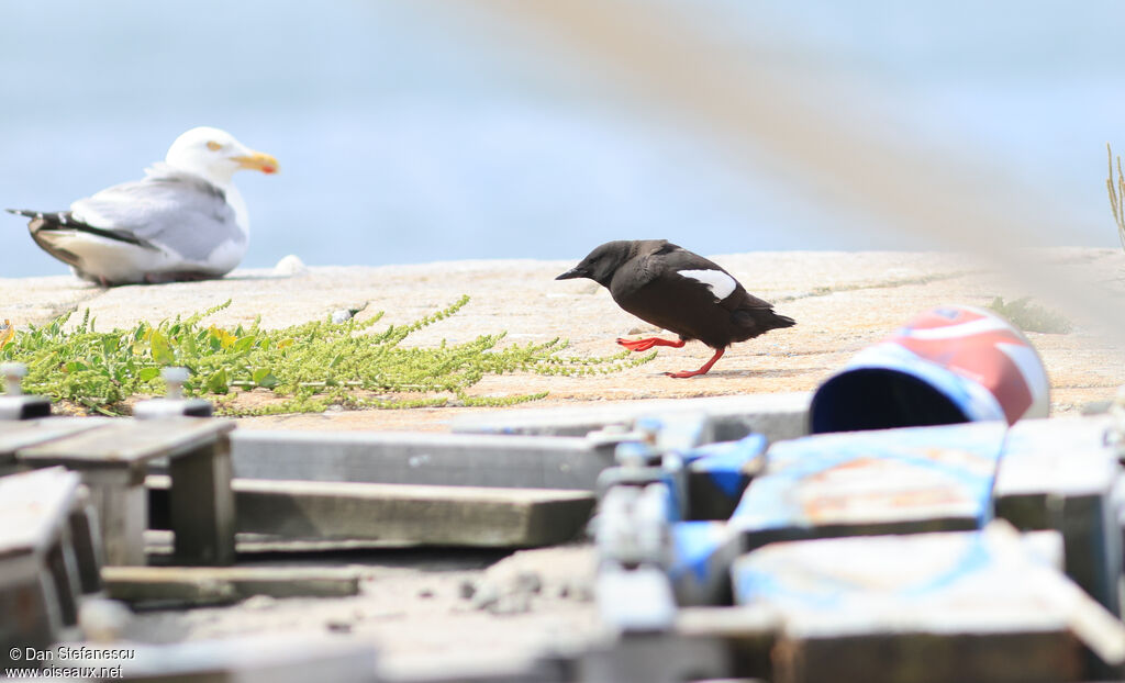 Guillemot à miroiradulte, marche