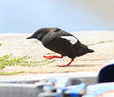 Guillemot à miroir