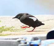 Guillemot à miroir