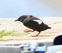 Guillemot à miroir