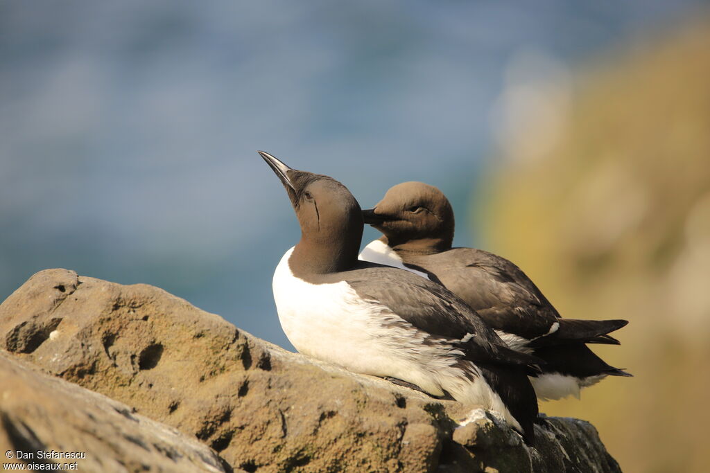 Guillemot de Troïladulte nuptial