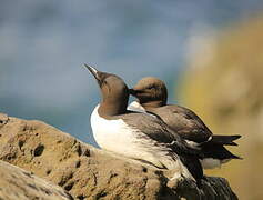 Common Murre