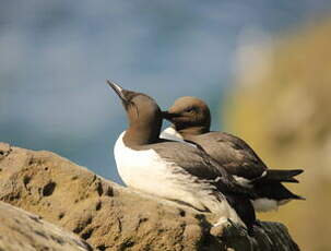 Guillemot de Troïl