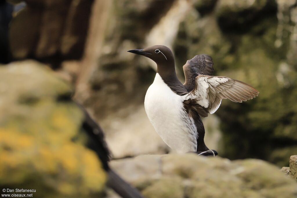 Guillemot de Troïladulte nuptial