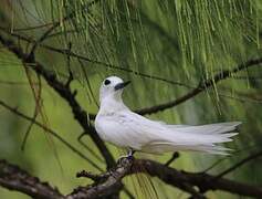 White Tern