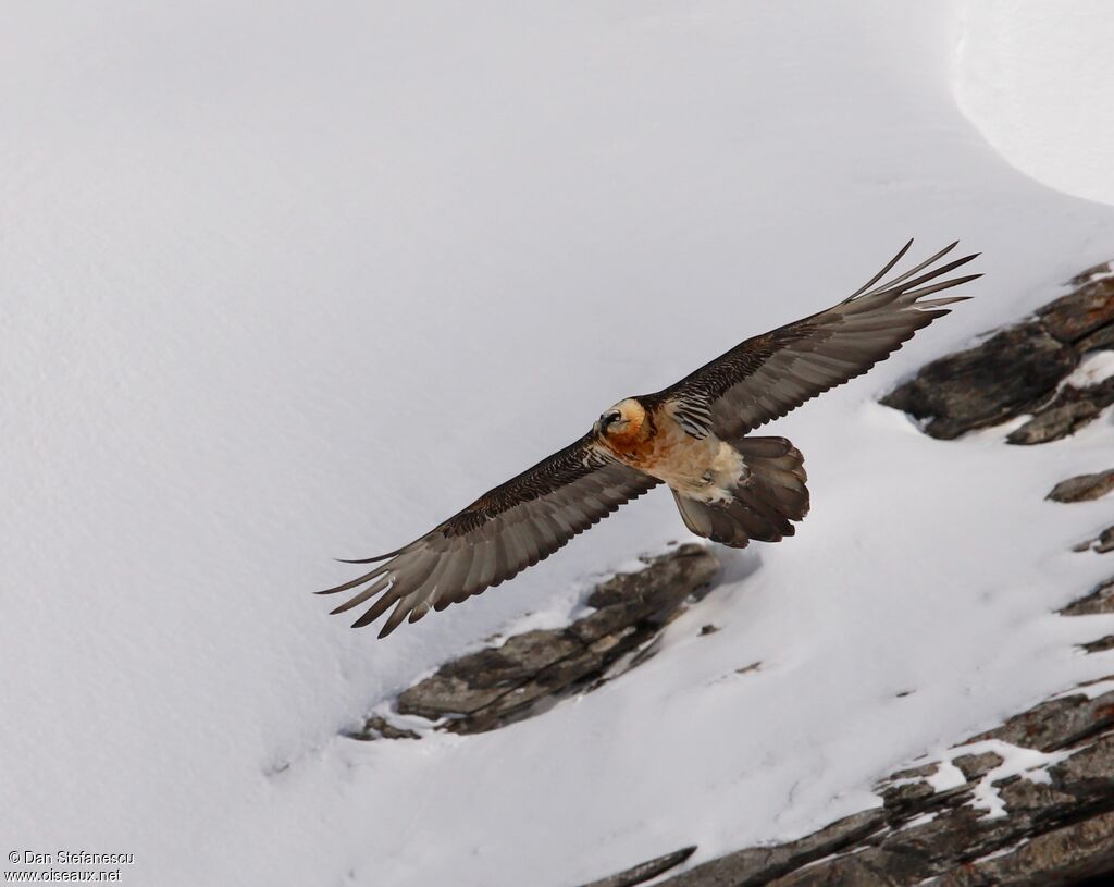 Bearded Vulture, Flight