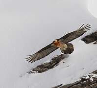 Bearded Vulture