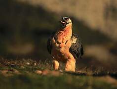 Bearded Vulture