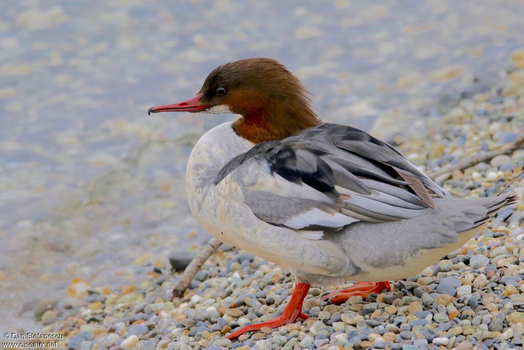 Common Merganser female adult