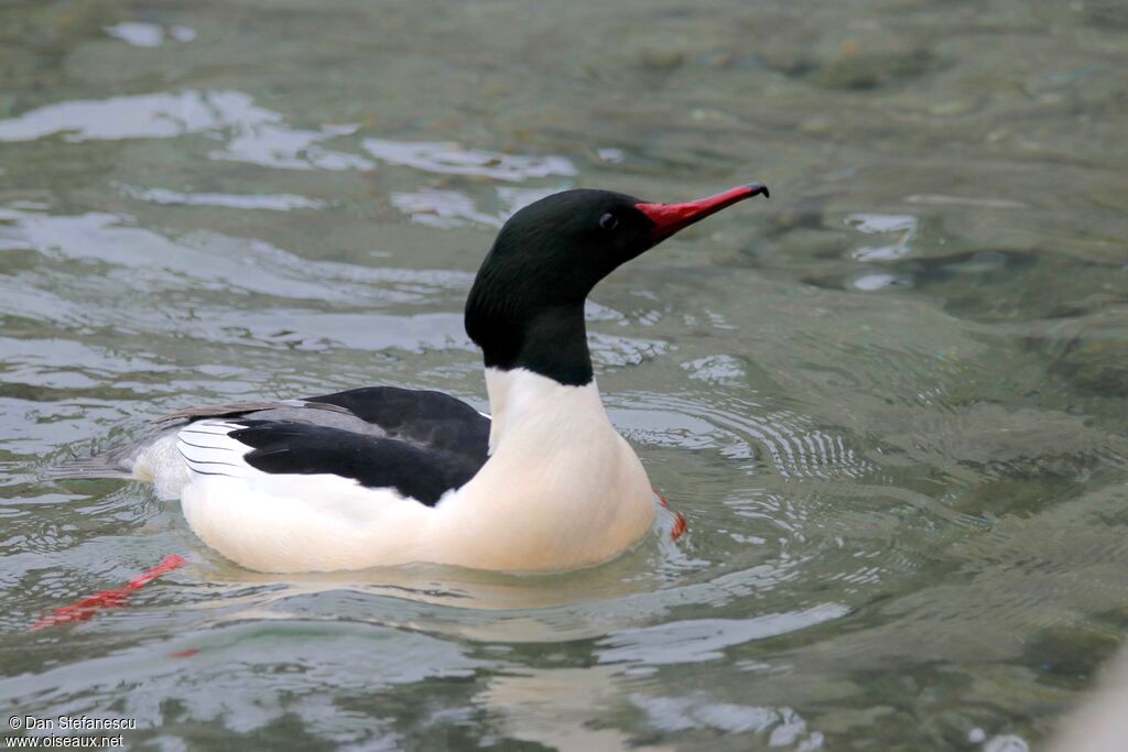 Common Merganser male adult, swimming