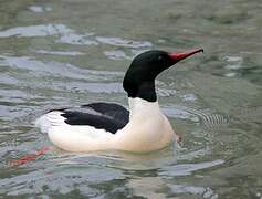 Common Merganser