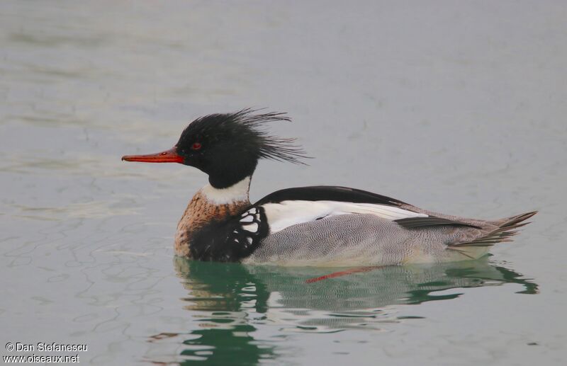 Red-breasted Merganser male adult, swimming