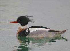 Red-breasted Merganser