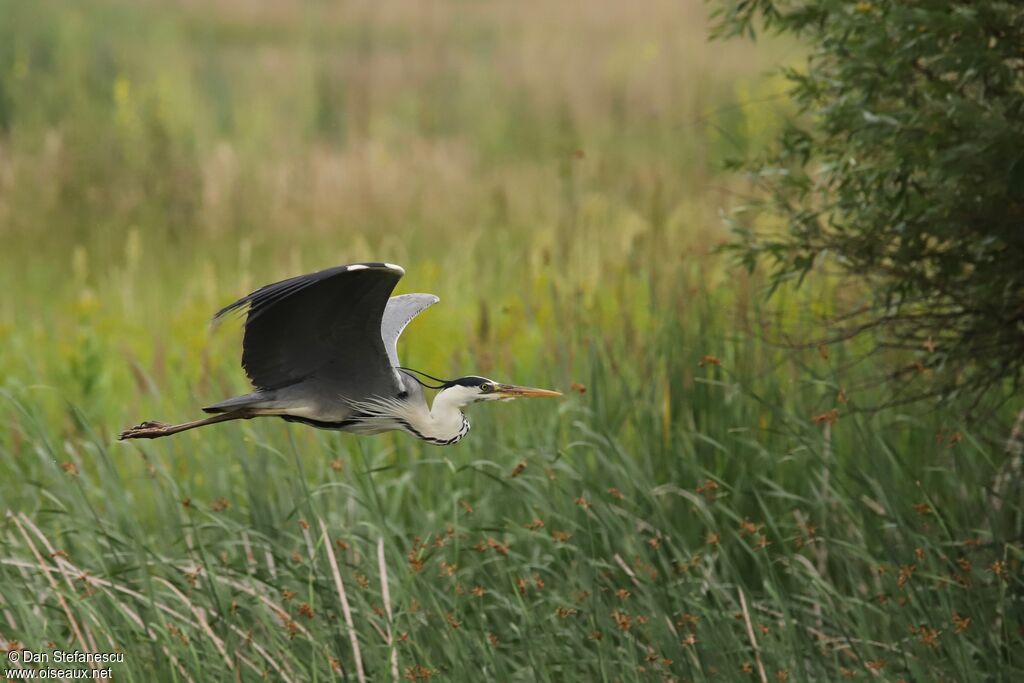 Grey Heronadult