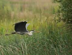 Grey Heron