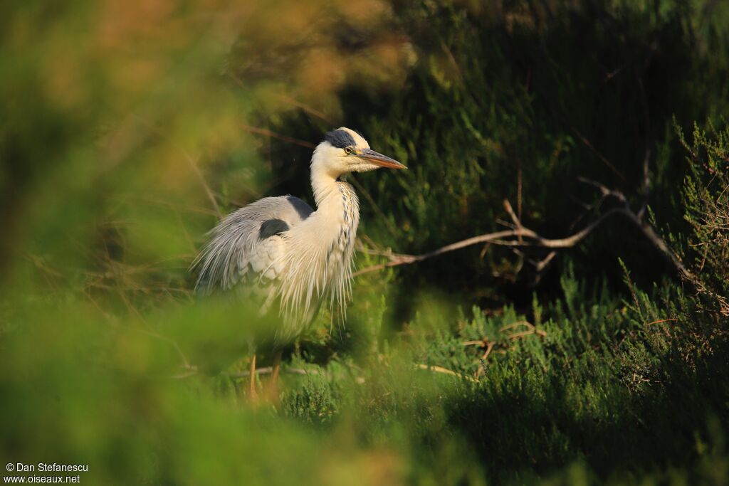 Grey Heronadult