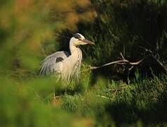 Grey Heron