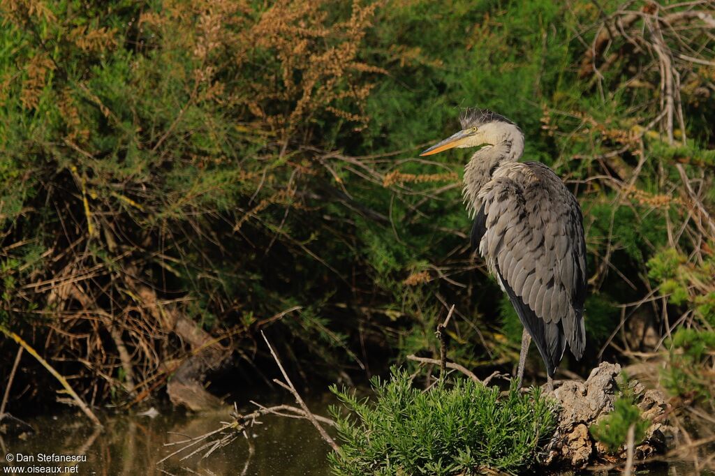 Grey Heronimmature