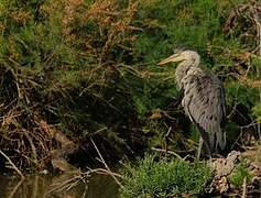 Grey Heron