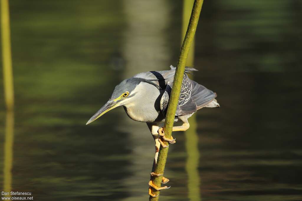 Little Heron