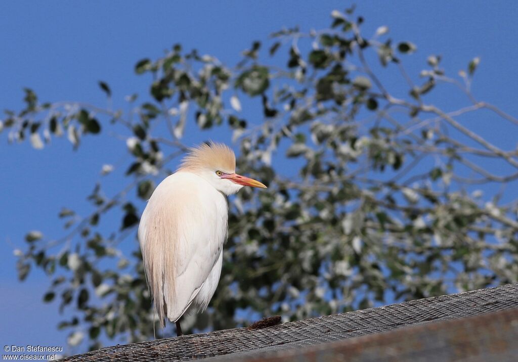 Western Cattle Egretadult breeding