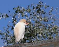 Western Cattle Egret