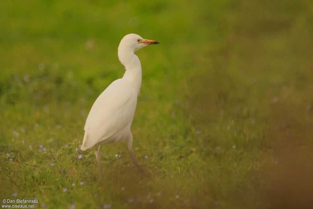 Western Cattle Egretadult post breeding