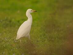 Western Cattle Egret