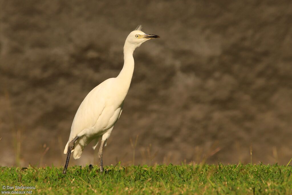 Western Cattle Egretimmature