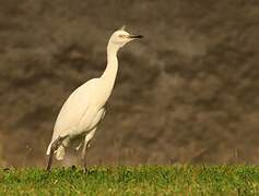 Western Cattle Egret