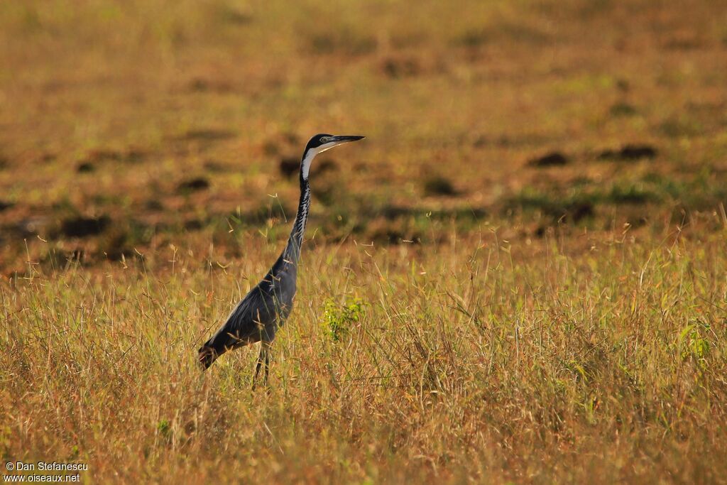 Black-headed Heronadult