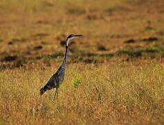 Black-headed Heron