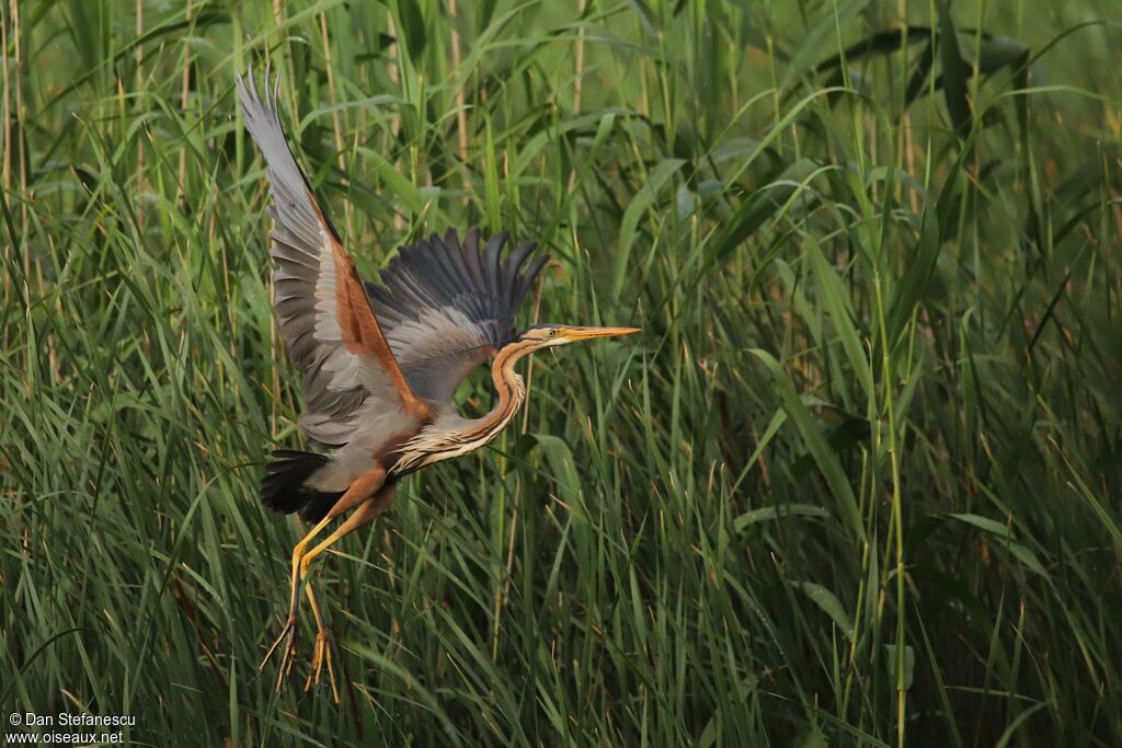 Purple Heronadult, Flight