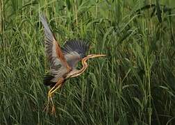 Purple Heron