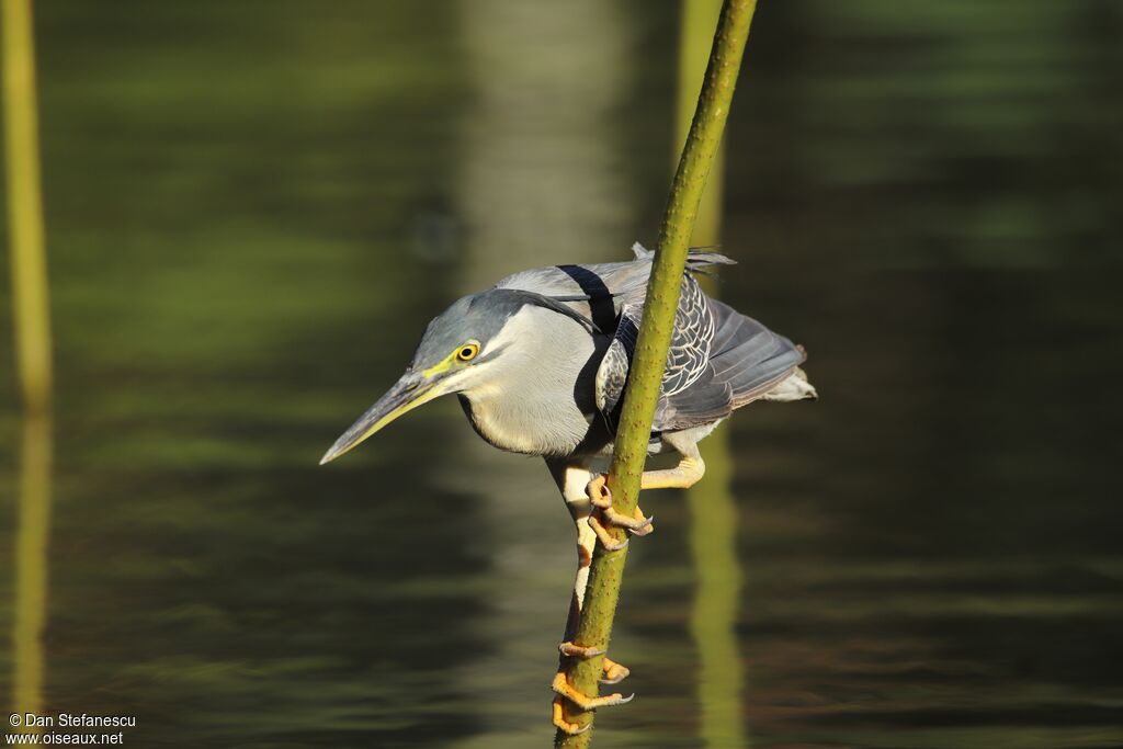 Héron striéadulte, pêche/chasse