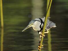 Striated Heron