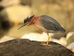 Green Heron