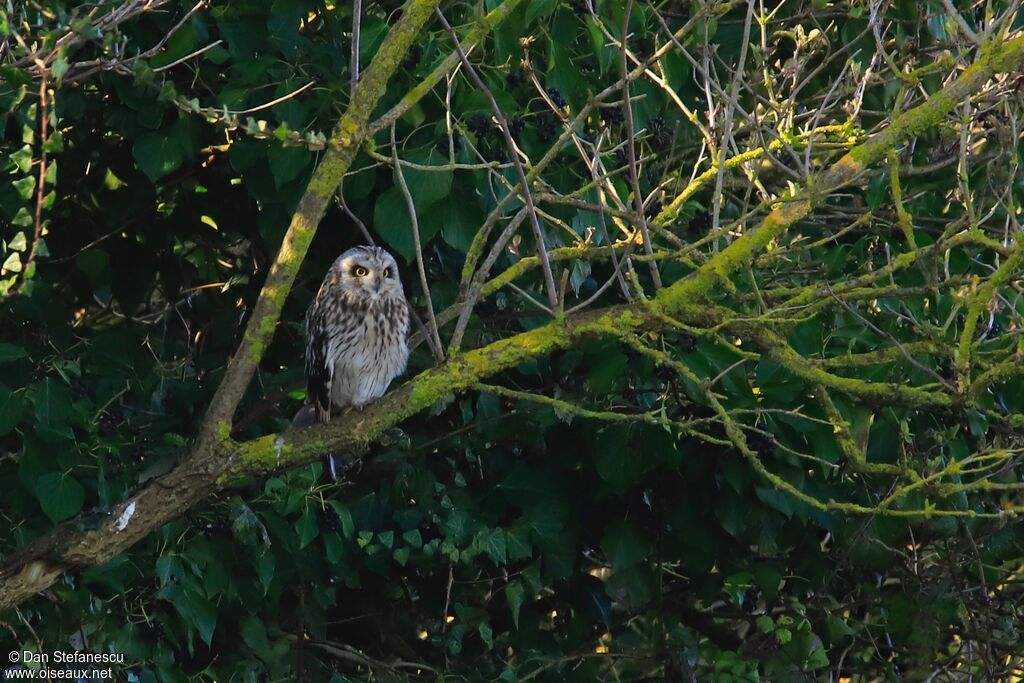 Hibou des maraisadulte