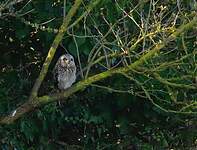 Hibou des marais