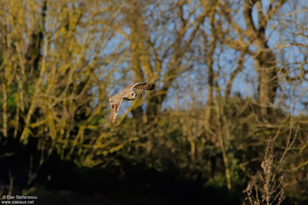 Short-eared Owladult, Flight