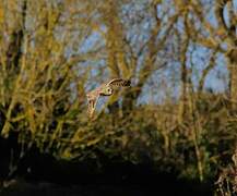 Short-eared Owl