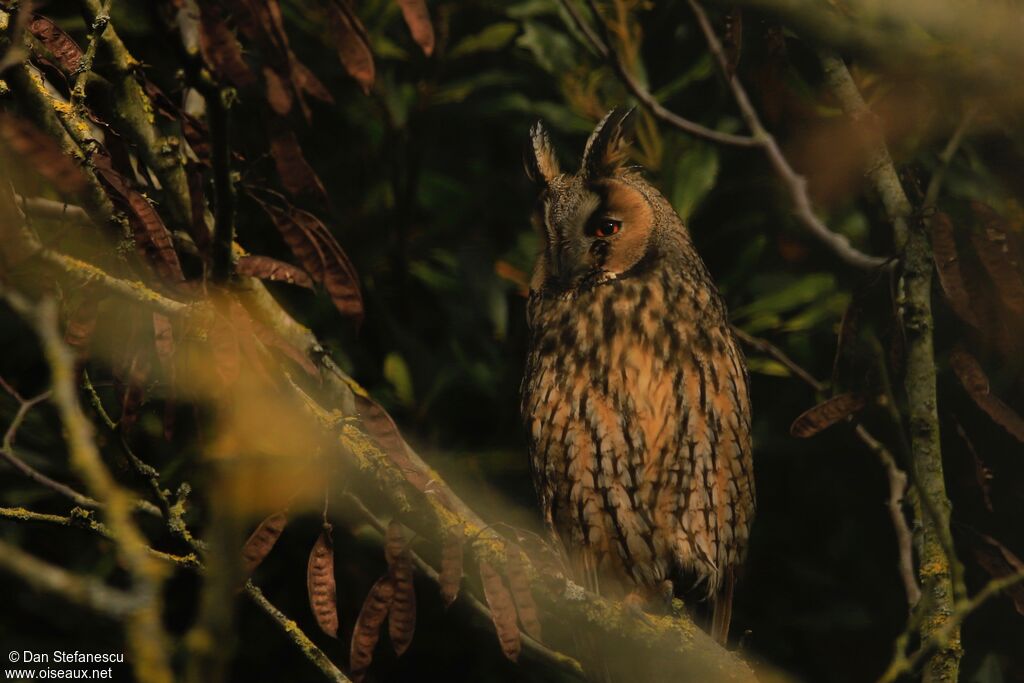 Long-eared Owladult