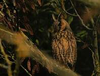 Hibou moyen-duc