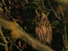 Long-eared Owl