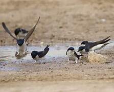 Western House Martin