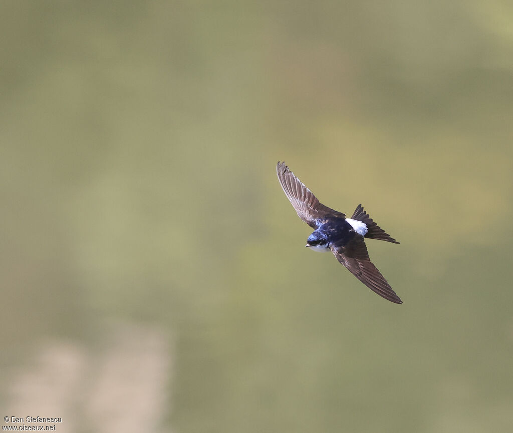 Western House Martinadult, Flight