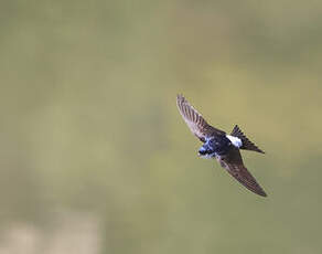 Hirondelle de fenêtre