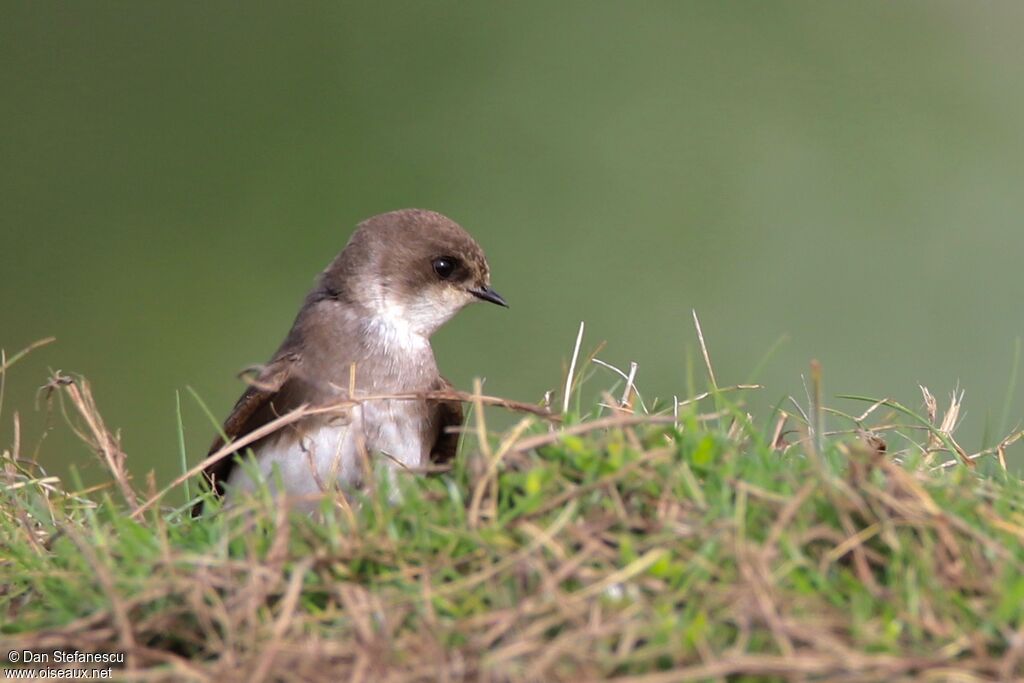 Sand Martinadult