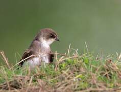 Sand Martin