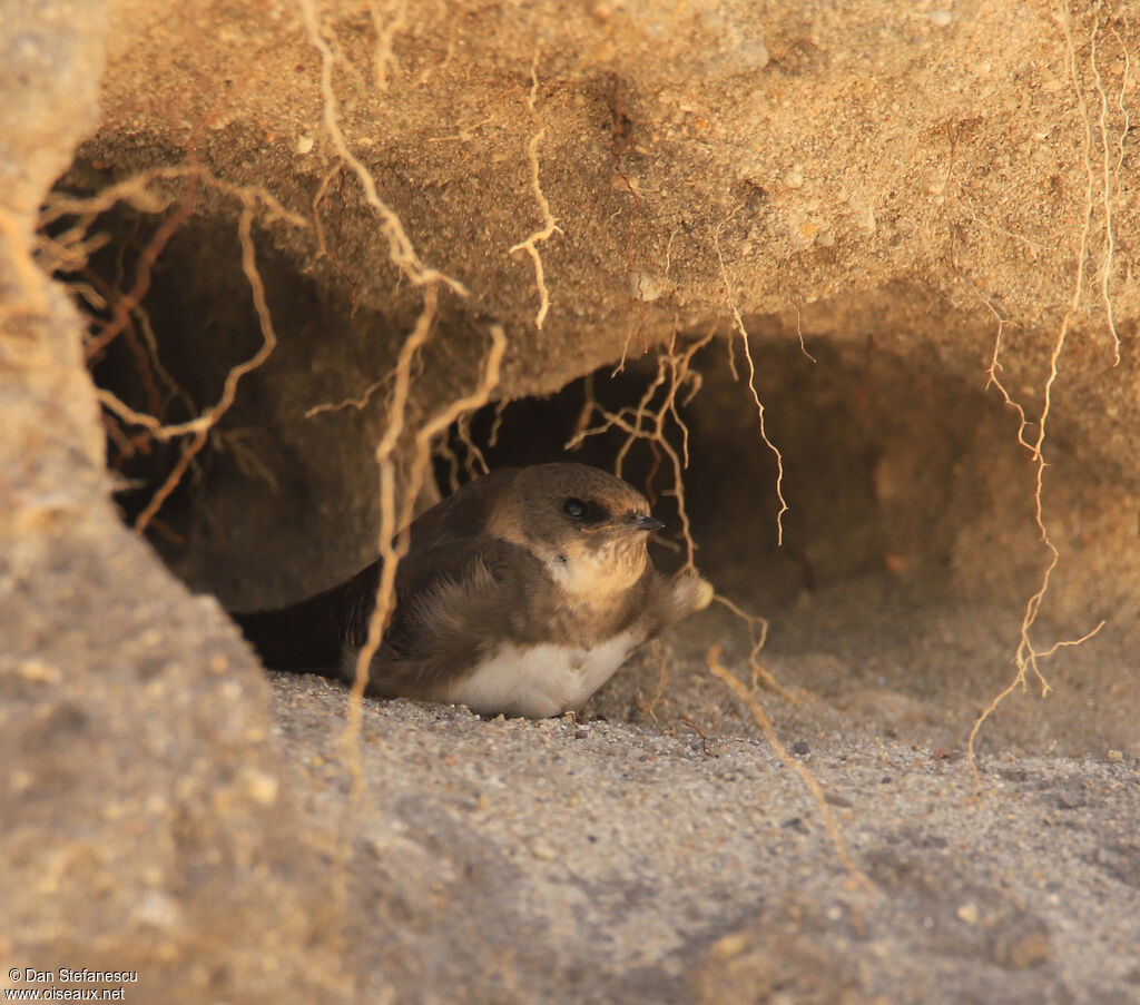 Sand Martinjuvenile